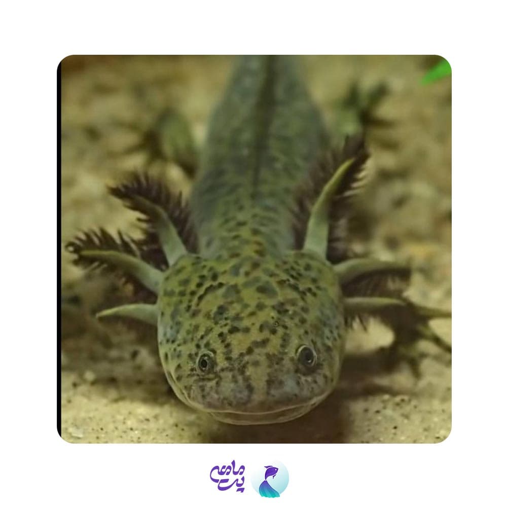 اکسولوتل سبز — تصویر ۲
