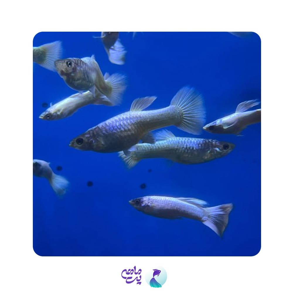 ماهی گوپی وایت ( جفتی ) — تصویر ۲