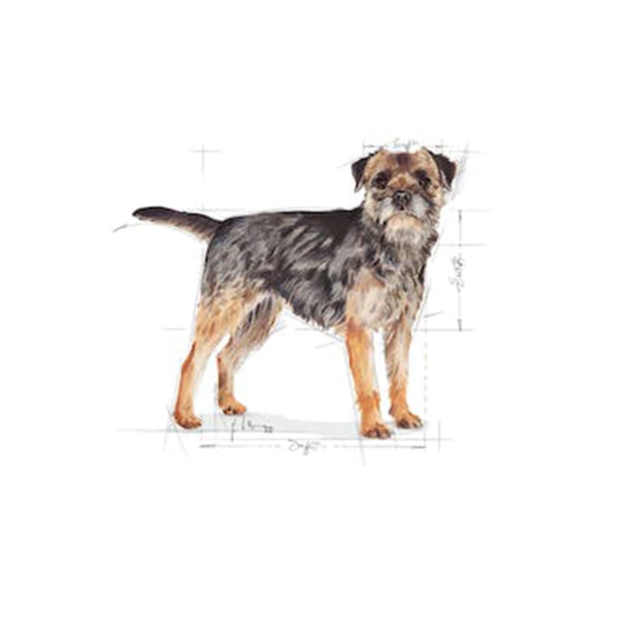 غذا خشک سگ رویال کنین Royal Canin Mini Sterilised وزن 3 کیلوگرم — تصویر ۳