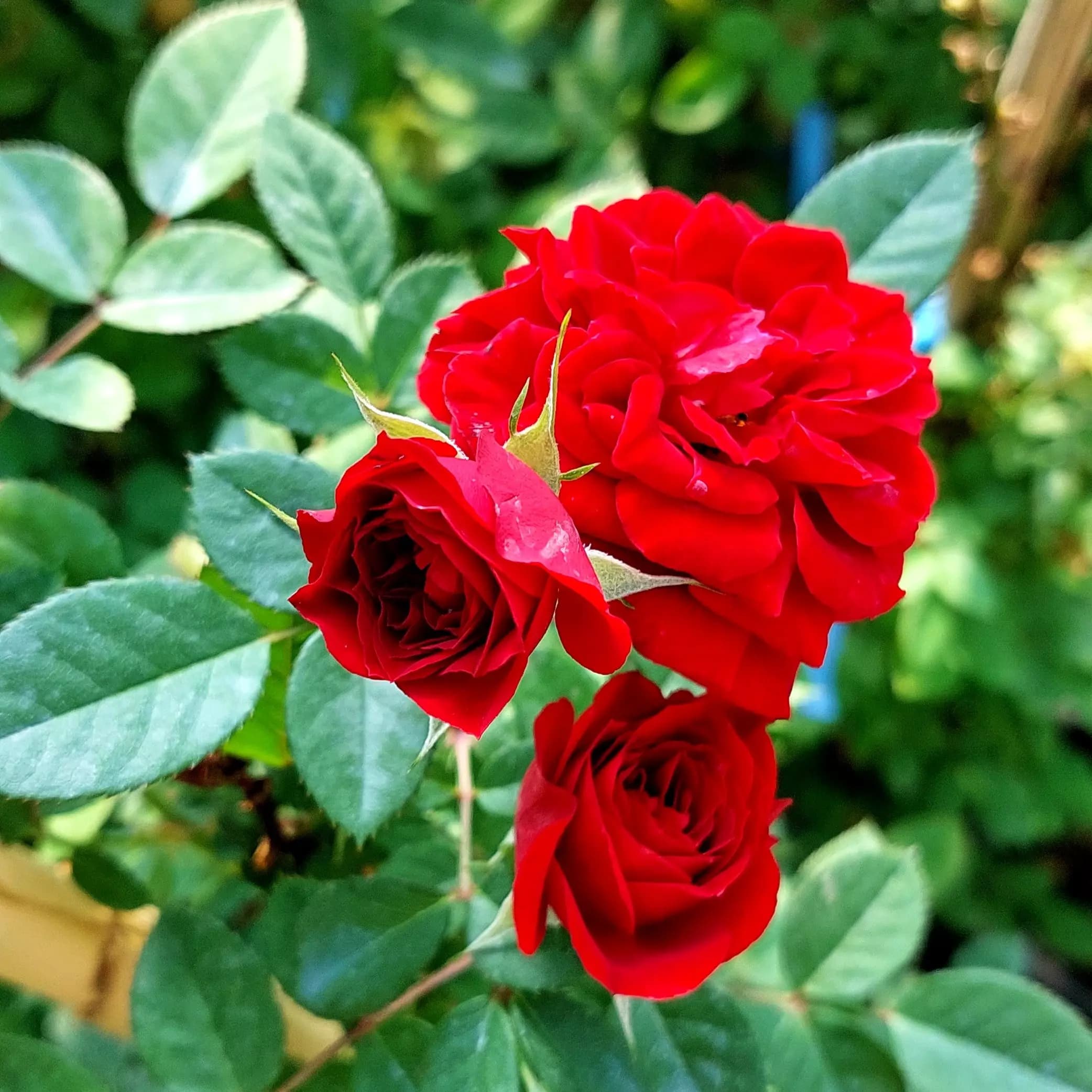 اسانس خوشبو کننده گل رُز ( Secret Rose ) 250cc
