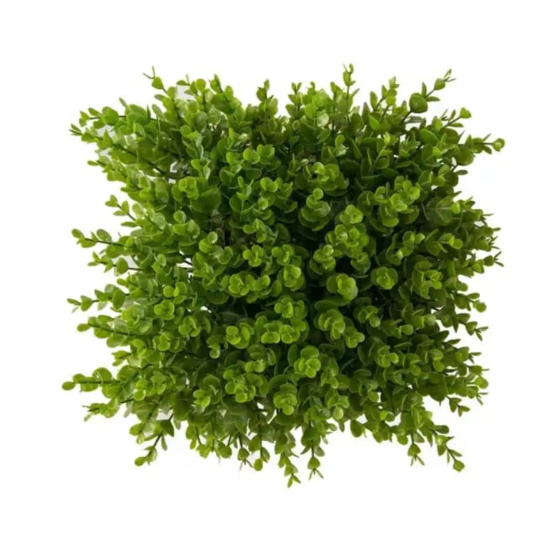 گرین وال شمشاد سایز 50*50 سانتیمتر — تصویر ۳