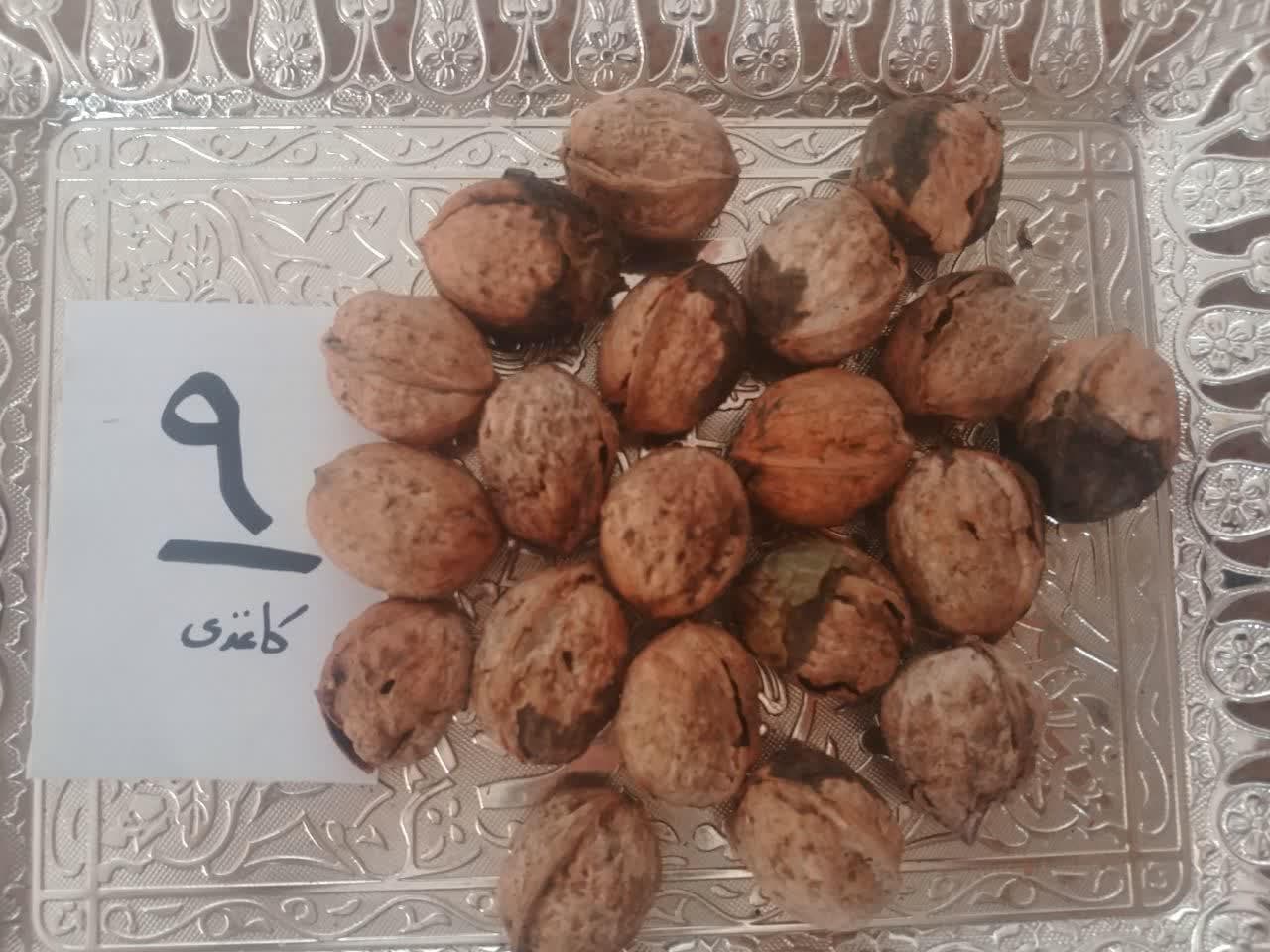گردو با پوست کاغذی تویسرکان ـ کد 9 — تصویر ۷