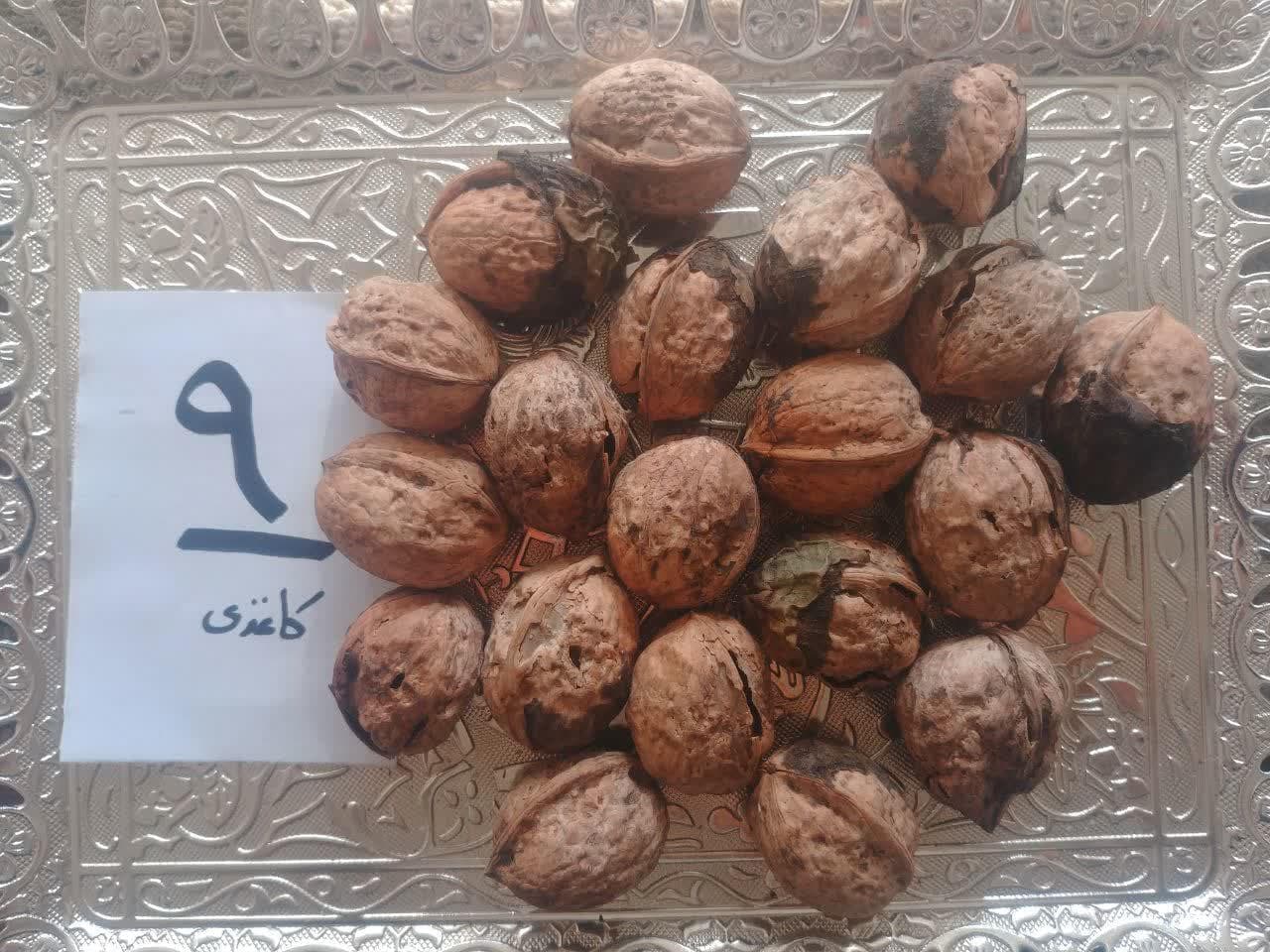 گردو با پوست کاغذی تویسرکان ـ کد 9 — تصویر ۶
