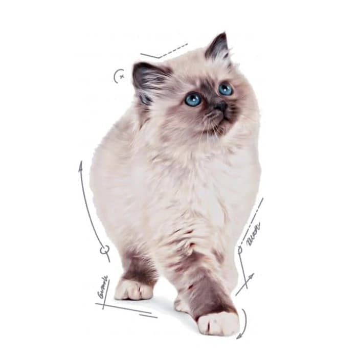 پوچ بچه گربه رویال کنین طعم مرغ در ژله مدل کیتن وزن 85 گرم Royal Canin Kitten in Jelly — تصویر ۱۲