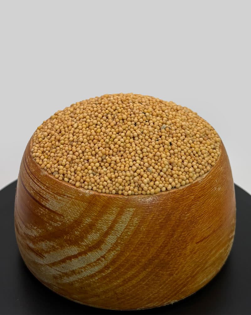تخم خردل زرد هندی