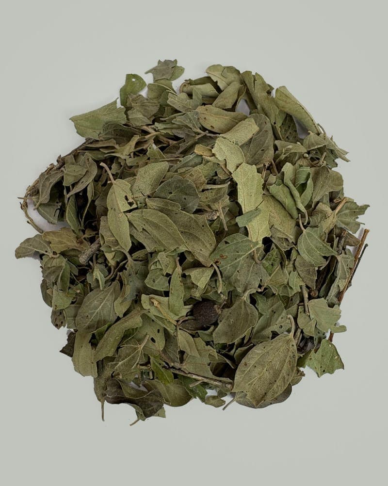 برگ سدر — تصویر ۳