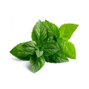 برگ نعنا