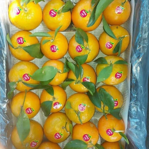 لیبل میوه نارنگی — تصویر ۲