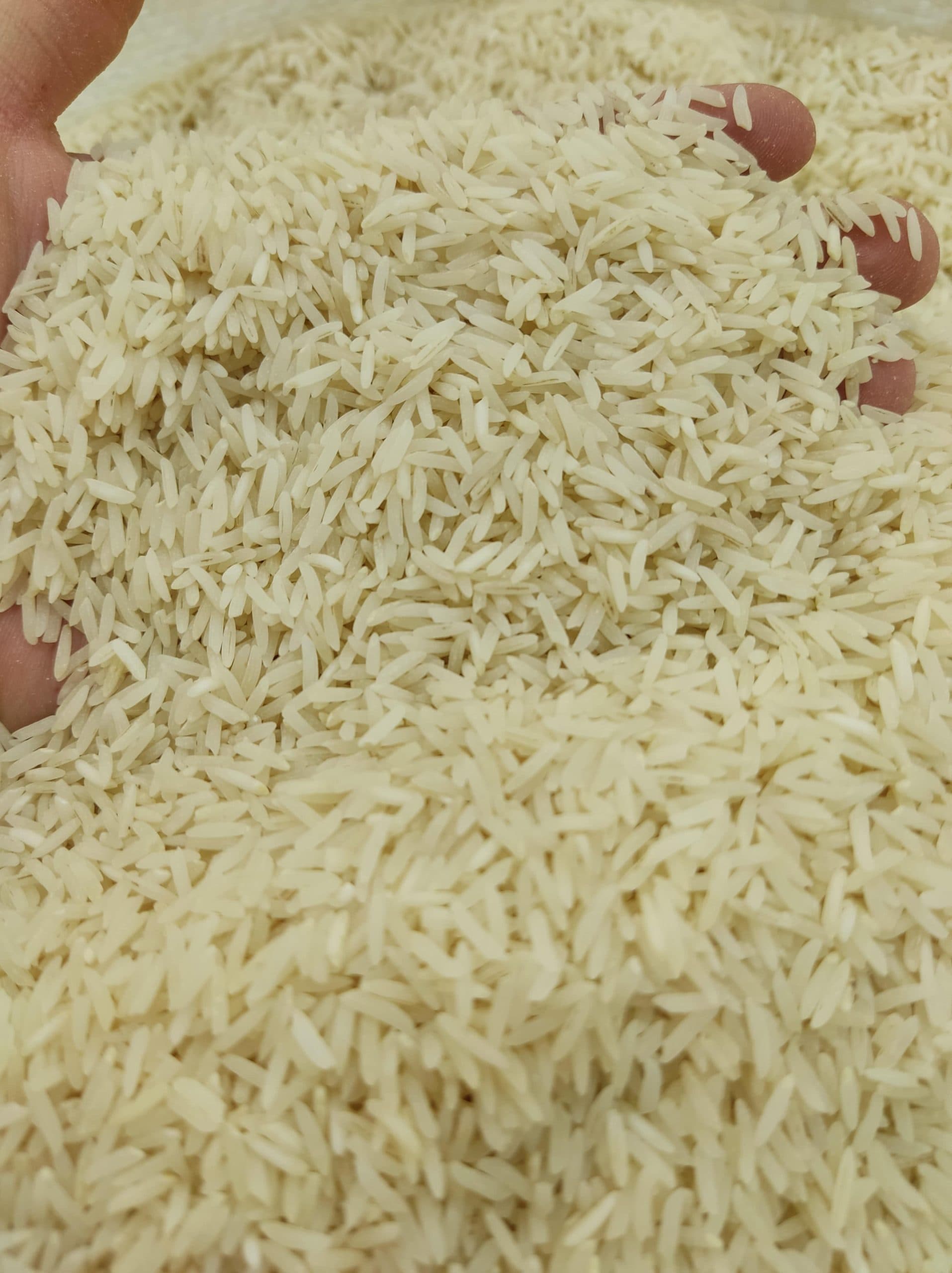 برنج فجر عطری ممتاز گیلان 10k — تصویر ۶