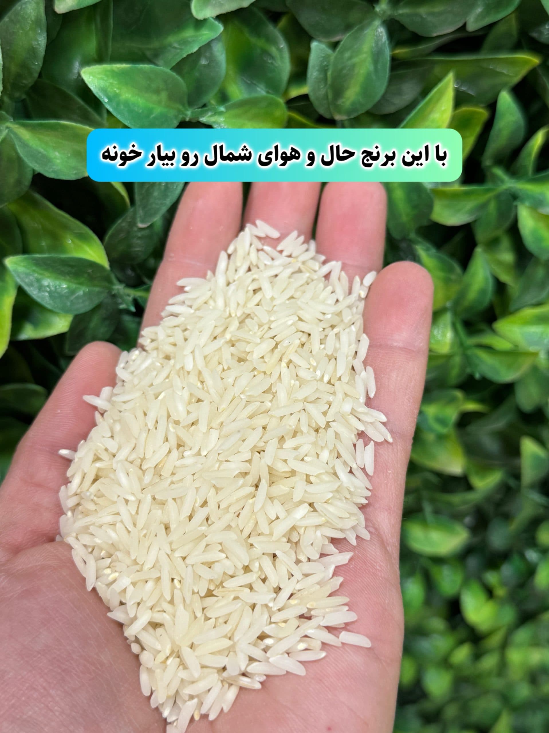 برنج هاشمی دودی هیزمی محلی گیلان 10k — تصویر ۵