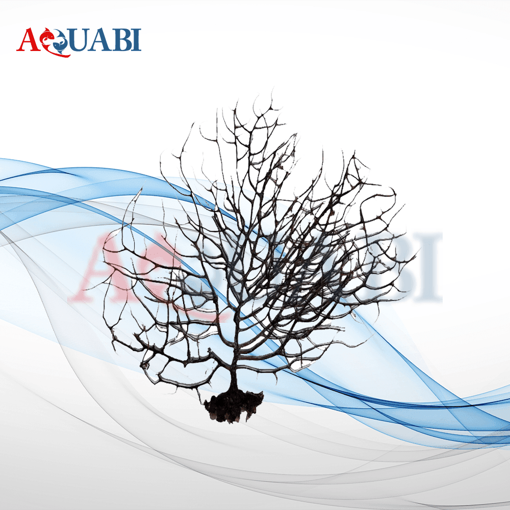 ریشه ویکتوریا