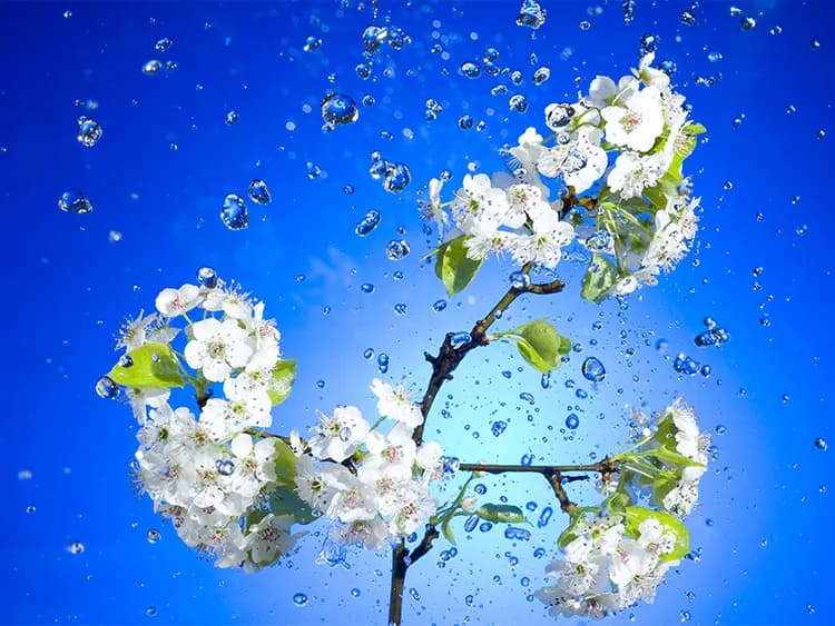 سقف مجازی طرح شکوفه و قطره آب — تصویر ۳