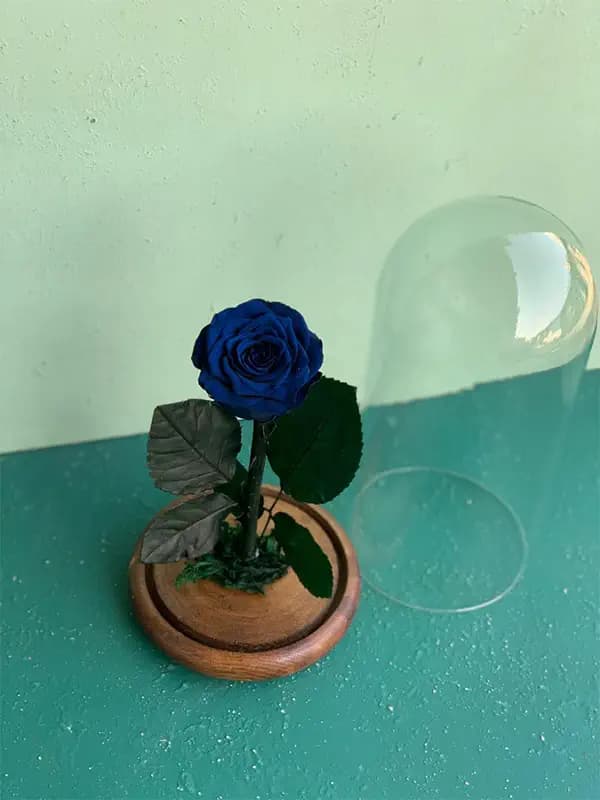 باکس دیو و دلبر رز جاودان آبی — تصویر ۳