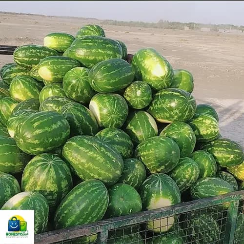 بذر هندوانه هیبرید کامیلا — تصویر ۲