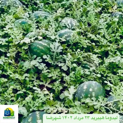 بذر هندوانه هیبرید لیدوما — تصویر ۳