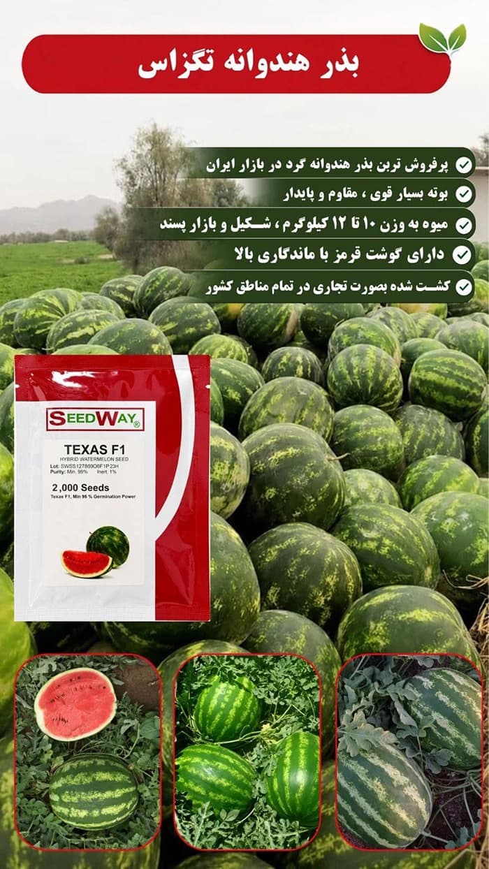 بذر هندوانه تگزاس — تصویر ۷