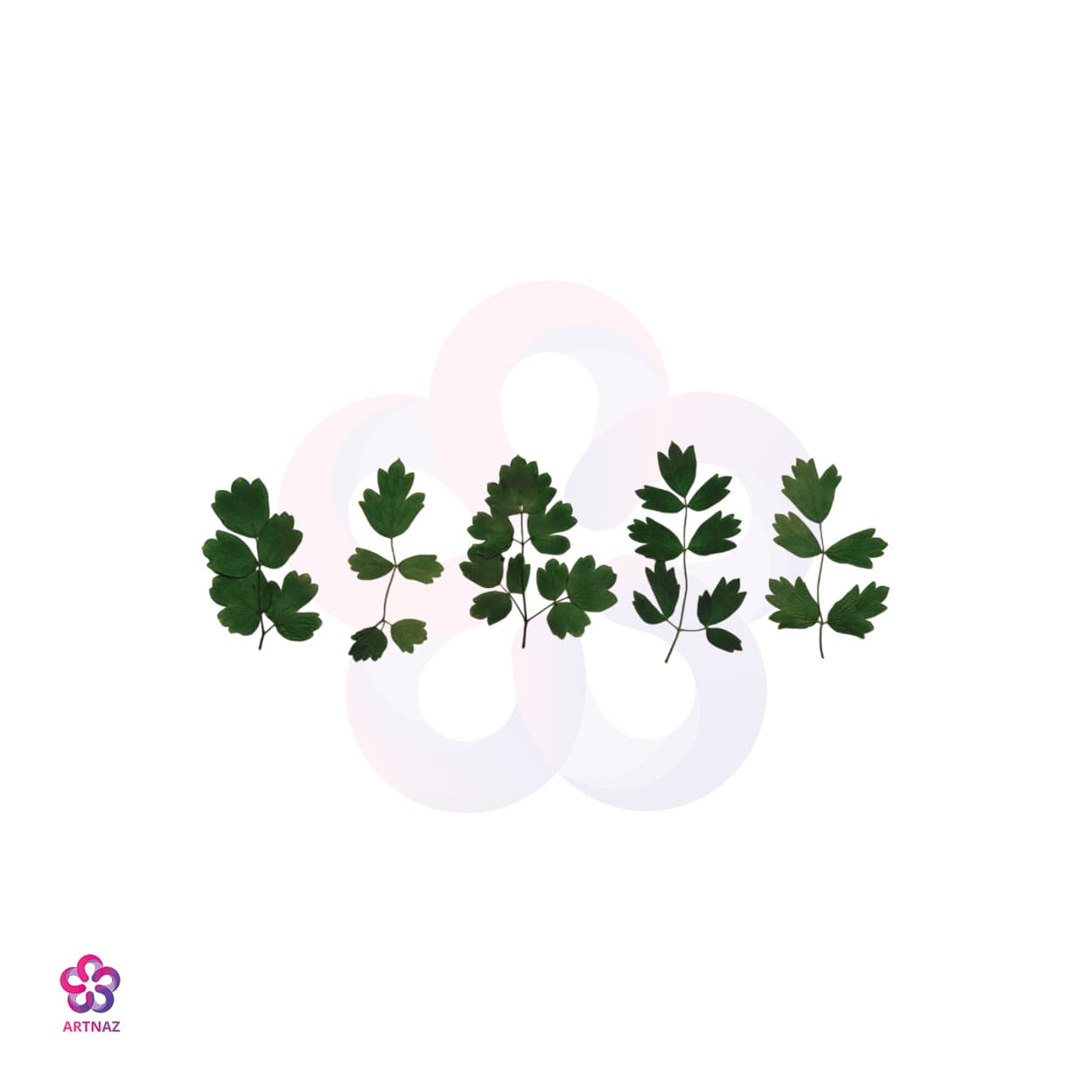 برگ خشک تاجی