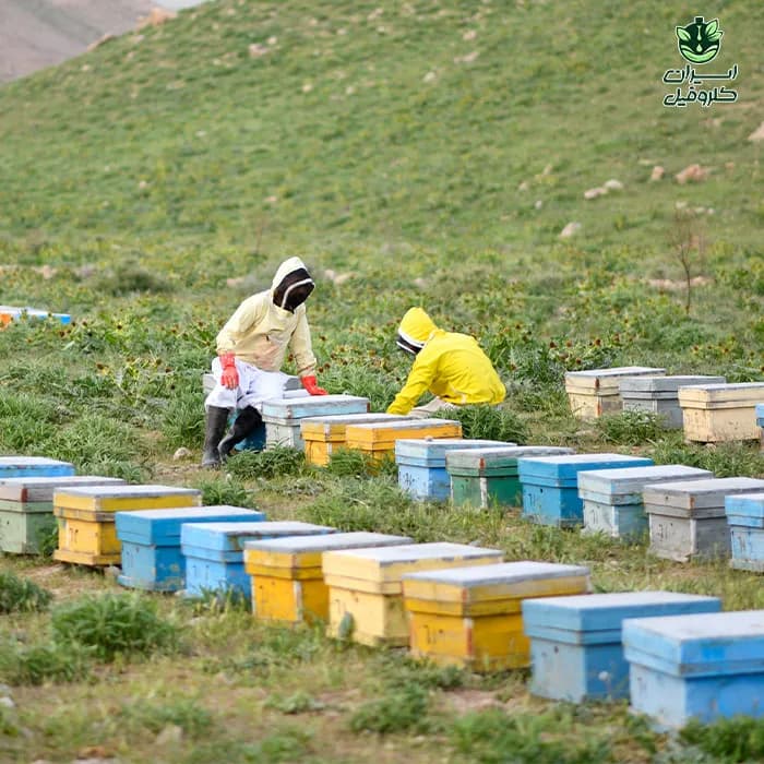 عسل خالص دامنه سبلان 100% طبیعی | حجم 500 گرم | مناسب مصرف روزانه — تصویر ۸