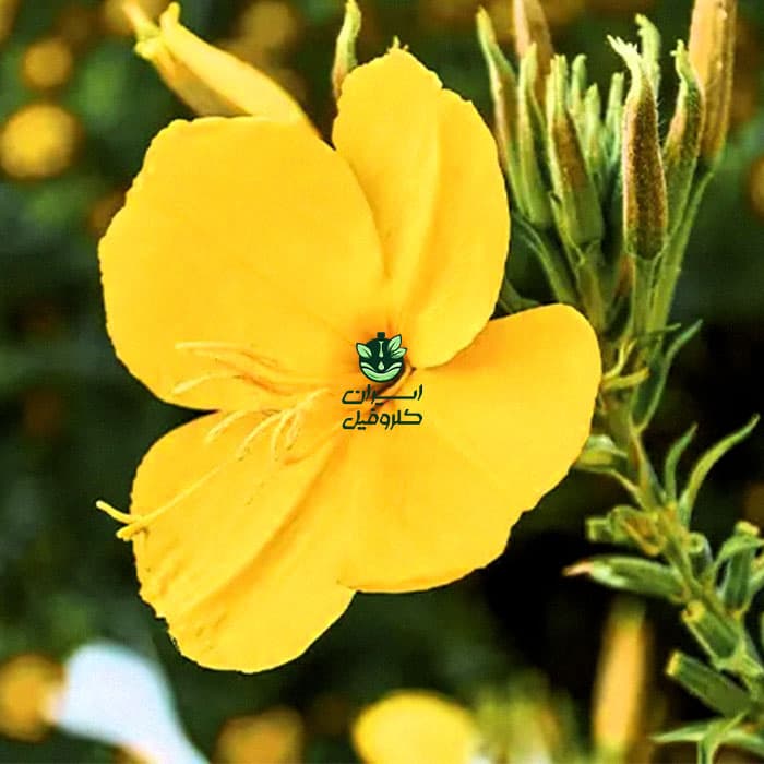 روغن گل مغربی خوراکی 100% طبیعی | حجم 100 میلی لیتر — تصویر ۵