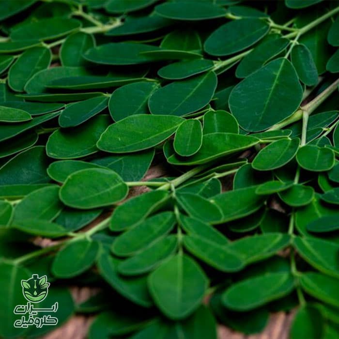 عصاره مورینگا خوراکی 100% طبیعی | حجم 100 میلی لیتر — تصویر ۳