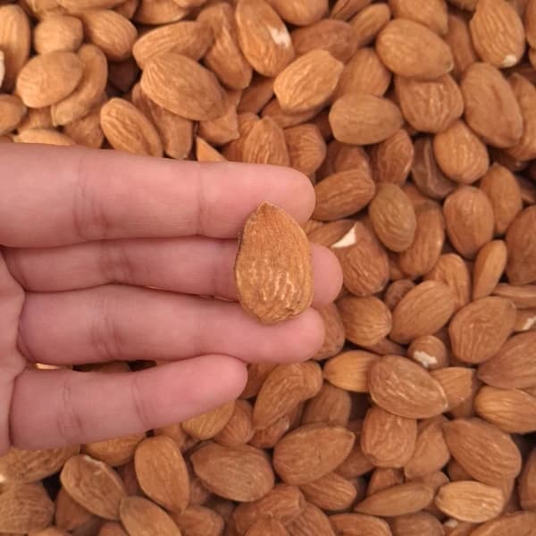 مغز بادام درختی ایرانی — تصویر ۱۰