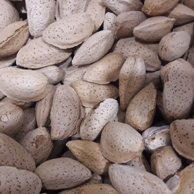 بادام سنگی ایرانی شیرین ۱ کیلوگرم