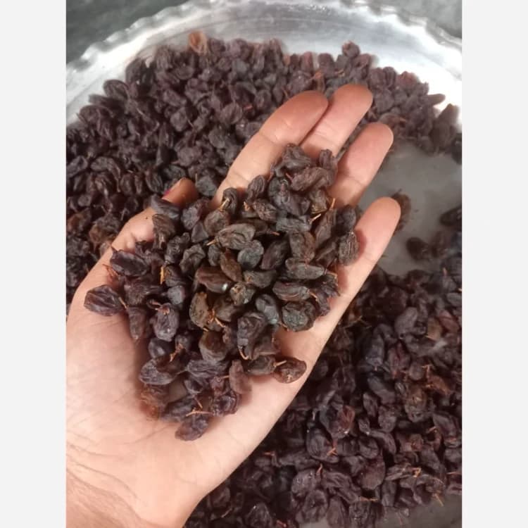 کشمش آفتابی (طبیعی و بدون افزودنی) سالم و نرم — تصویر ۲