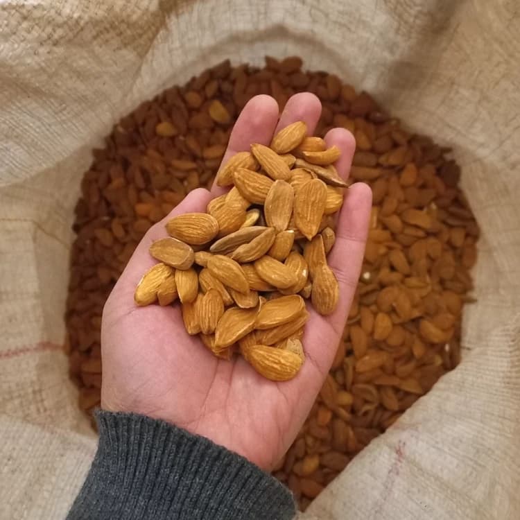 مغز بادام درختی ایرانی مامایی سایز متوسط — تصویر ۲