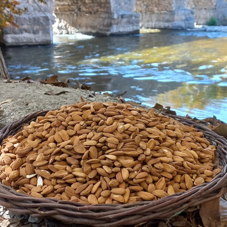 مغز بادام درختی ایرانی مامایی سامان (سایز درشت)