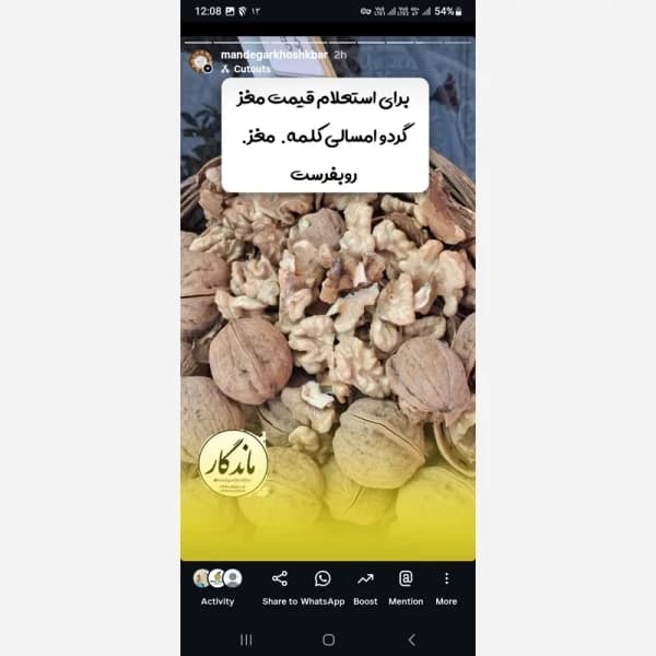 گردو (با پوست) سفید سامان درجه یک — تصویر ۳