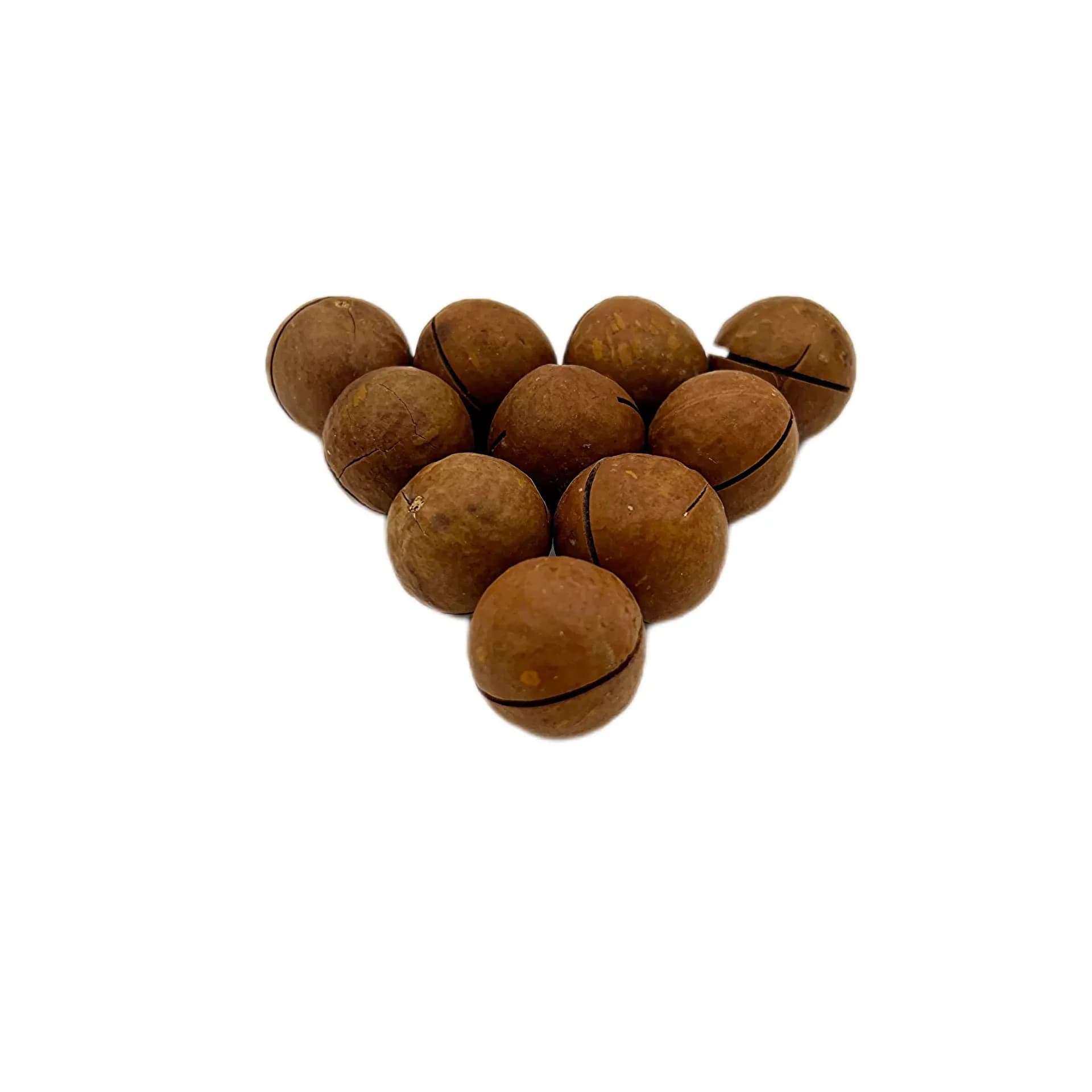 ماکادمیا درشت XL (فندوق استرالیایی)