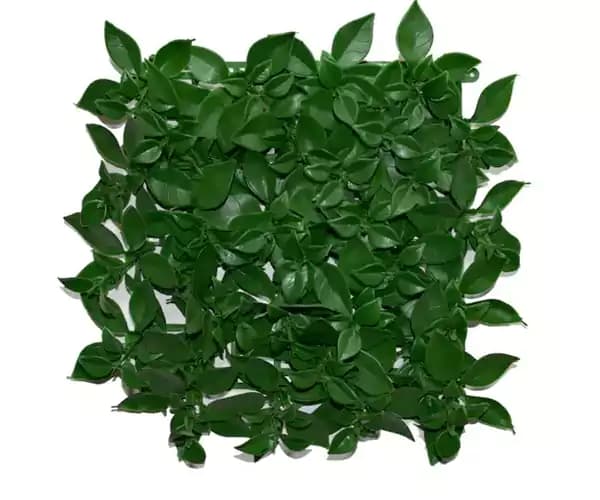 دیوار سبز پرتقالی
