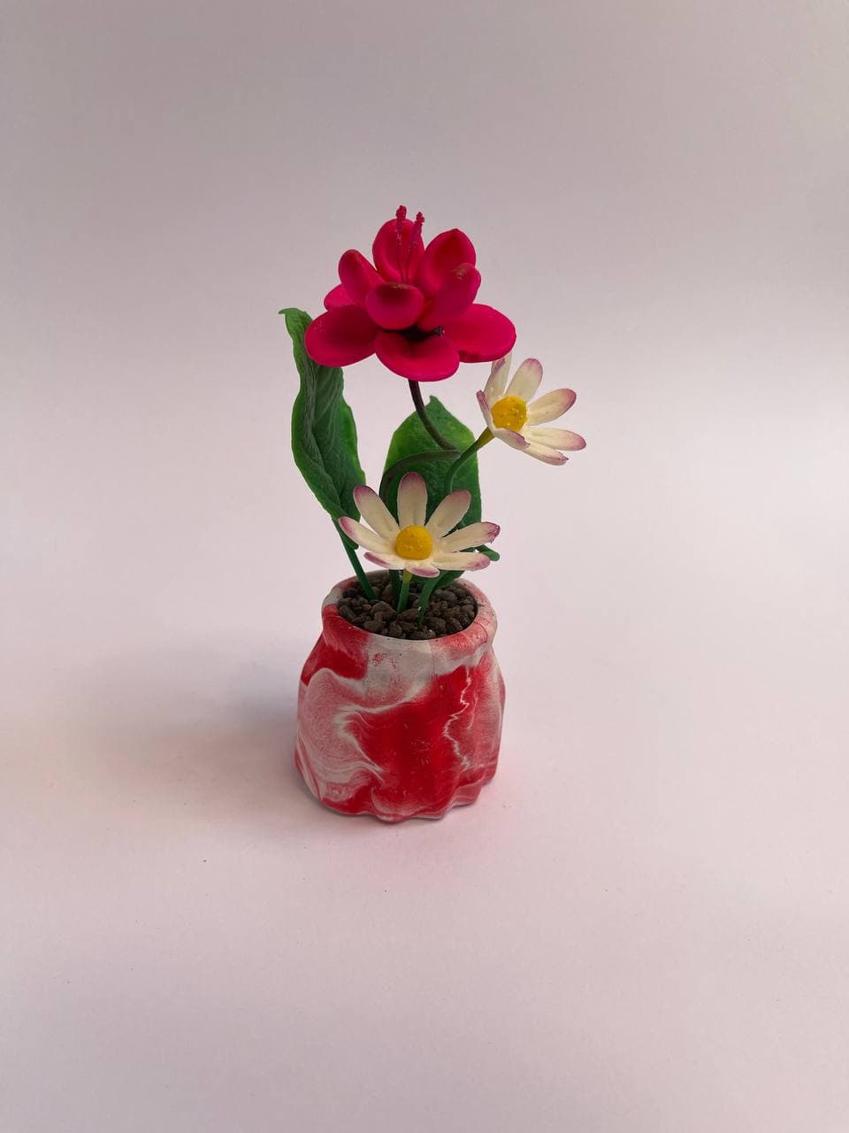 گل چینی سایه تلما — تصویر ۱۲