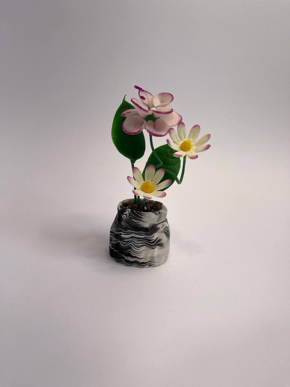 گل چینی سایه تلما — تصویر ۱۱
