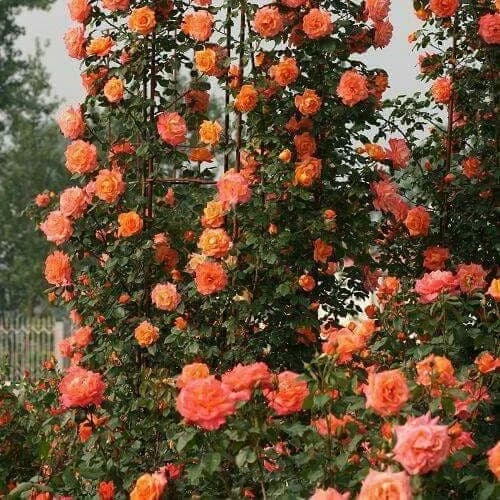 گل رز رونده — تصویر ۹