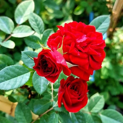 گل رز رونده — تصویر ۲
