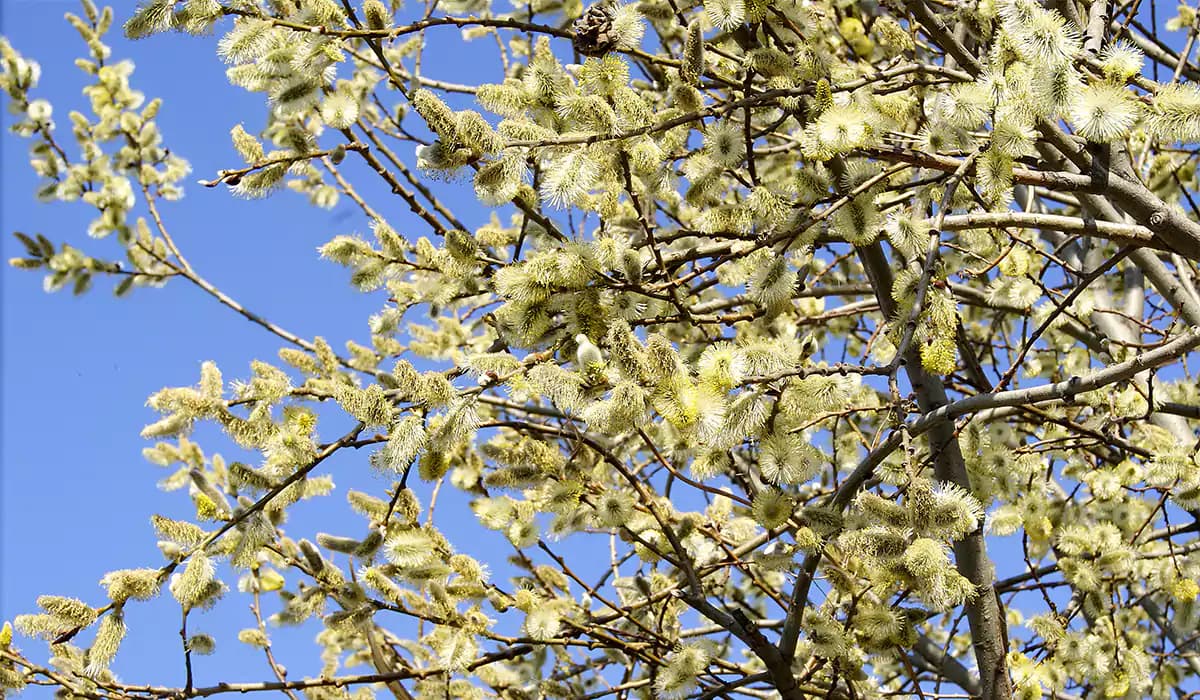 نهال بید مشک — تصویر ۲