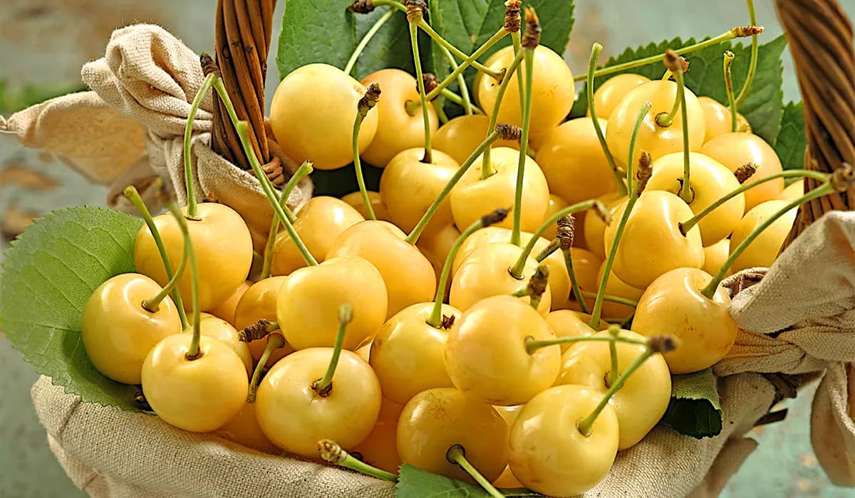 نهال گیلاس طلایی