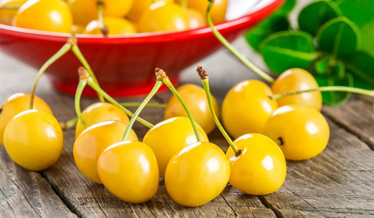 نهال گیلاس زرد