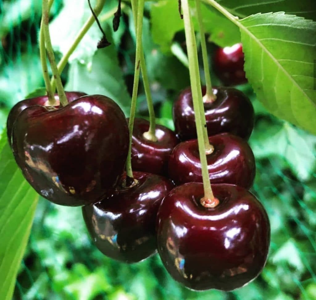 نهال گیلاس تک دانه