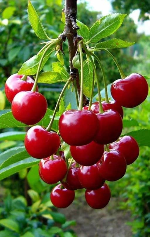 نهال آلبالو پایه کوتاه