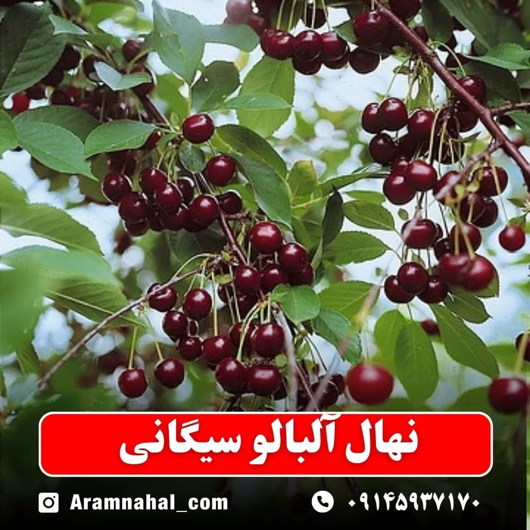 نهال آلبالو سیگانی — تصویر ۳