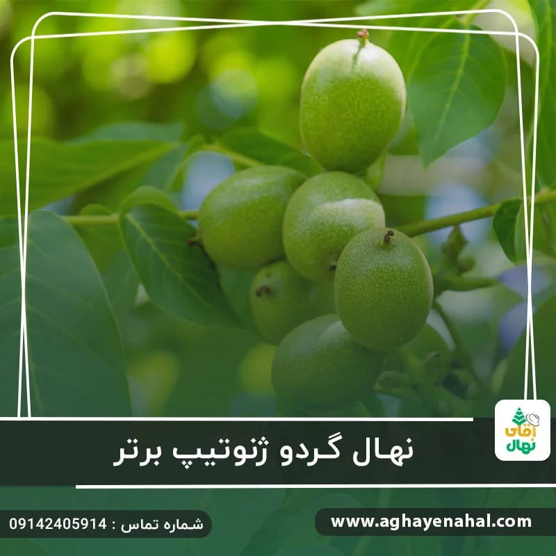 نهال گردو ژنوتیپ برتر — تصویر ۸