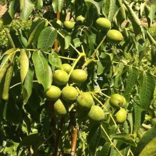 نهال گردو آلتای ترکیه — تصویر ۳