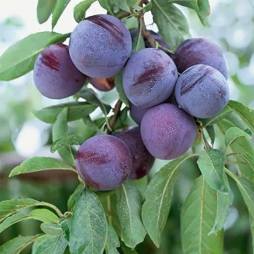نهال آلو پایه کوتاه