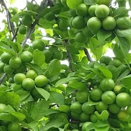 نهال گوجه سبز شهریار — تصویر ۲