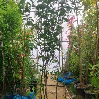 نهال گوجه سبز — تصویر ۶