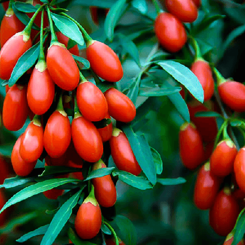 نهال گوجی بری — تصویر ۲