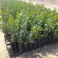 پسته پیوندی یکساله