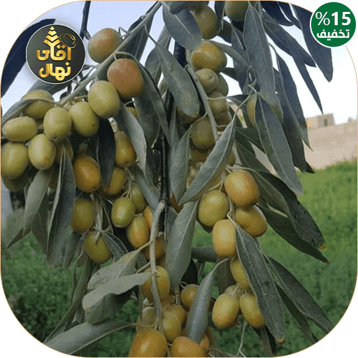 نهال سنجد حاج حسینی — تصویر ۴